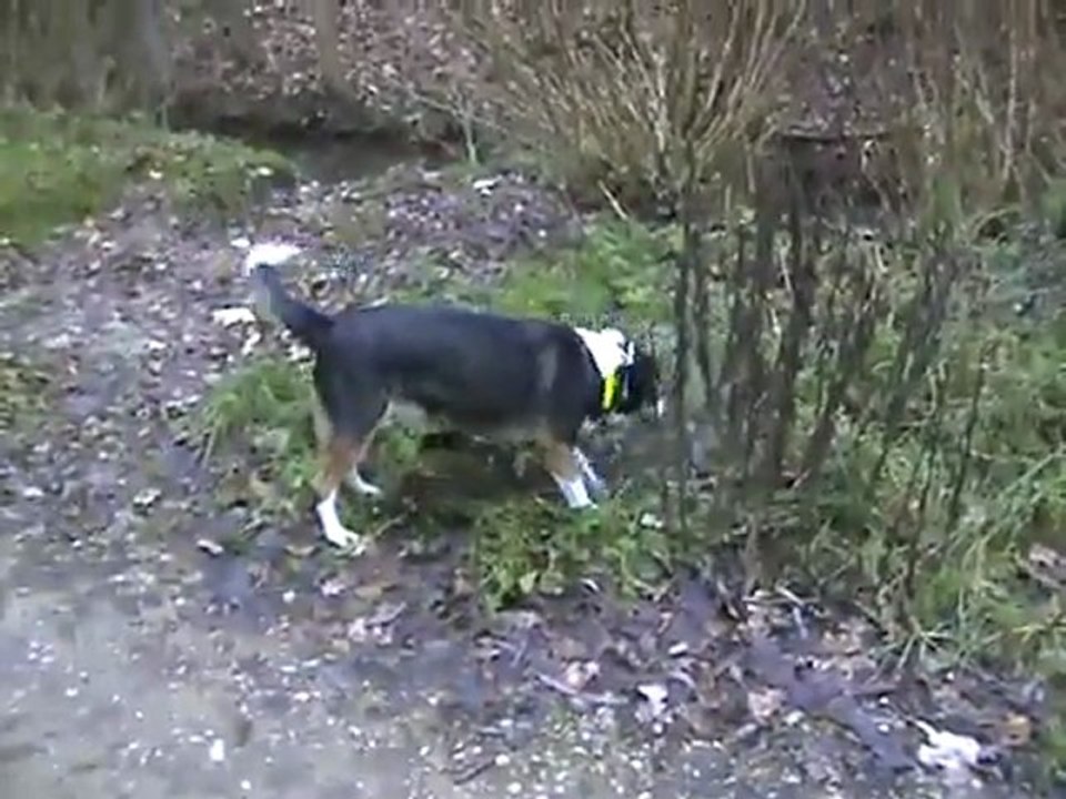 Kaja verbellt Stein am flensburger Lautrupsbach 02