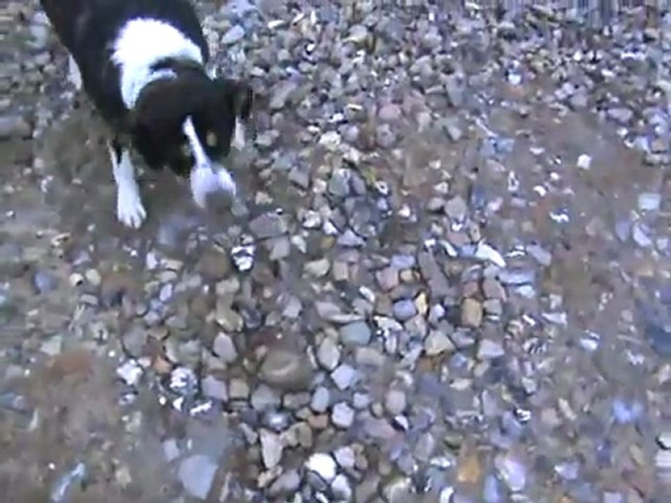 Hund Kaja bekämpft Stein an der Nordstraßenbrücke 02