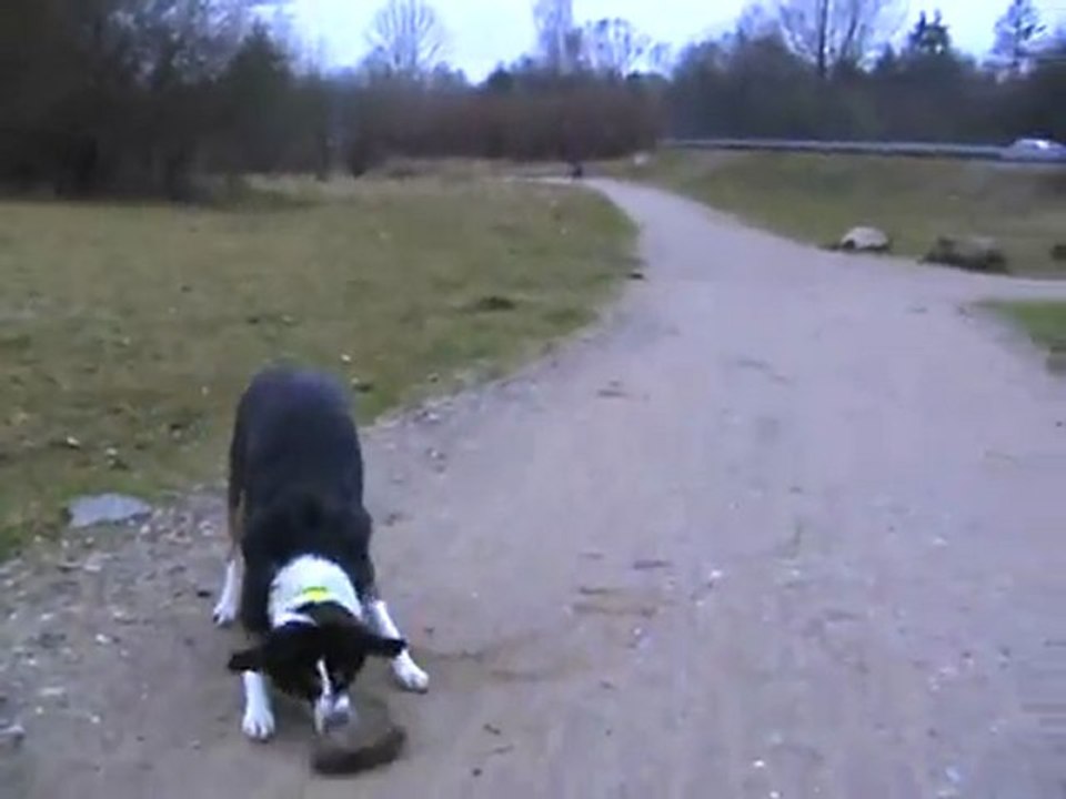Hund kaja erwühlt einen grossen stein