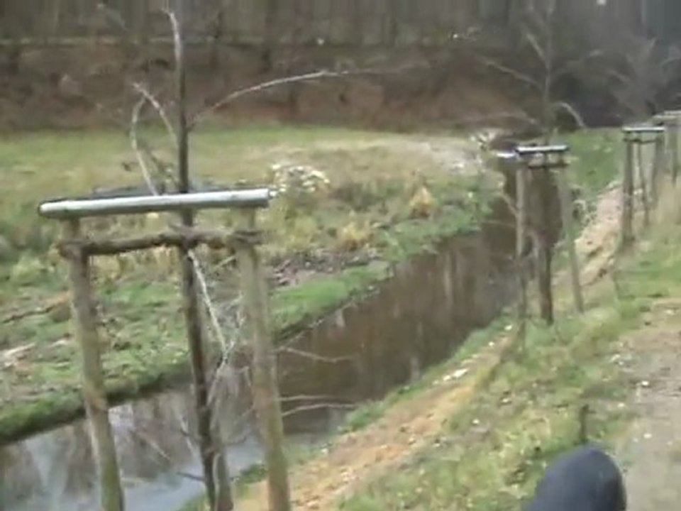 Hund Kaja badet im flensburger Lautrupsbach