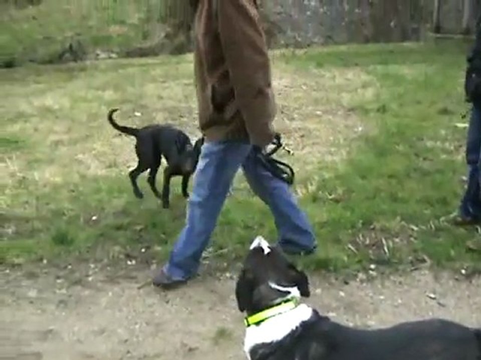 Hund Kaja in Action am Lautrupsbach in Flensburg