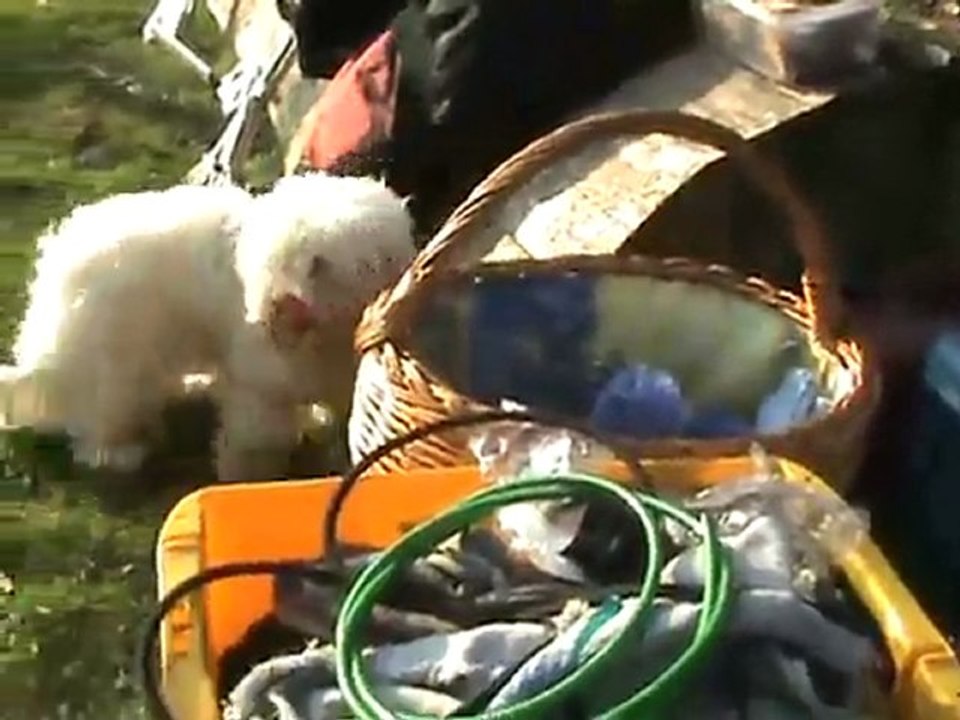 Puscheliger Eisenbahnhund Gracy will Wurstbrot naschen!