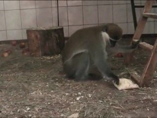 обезьяны с блинами