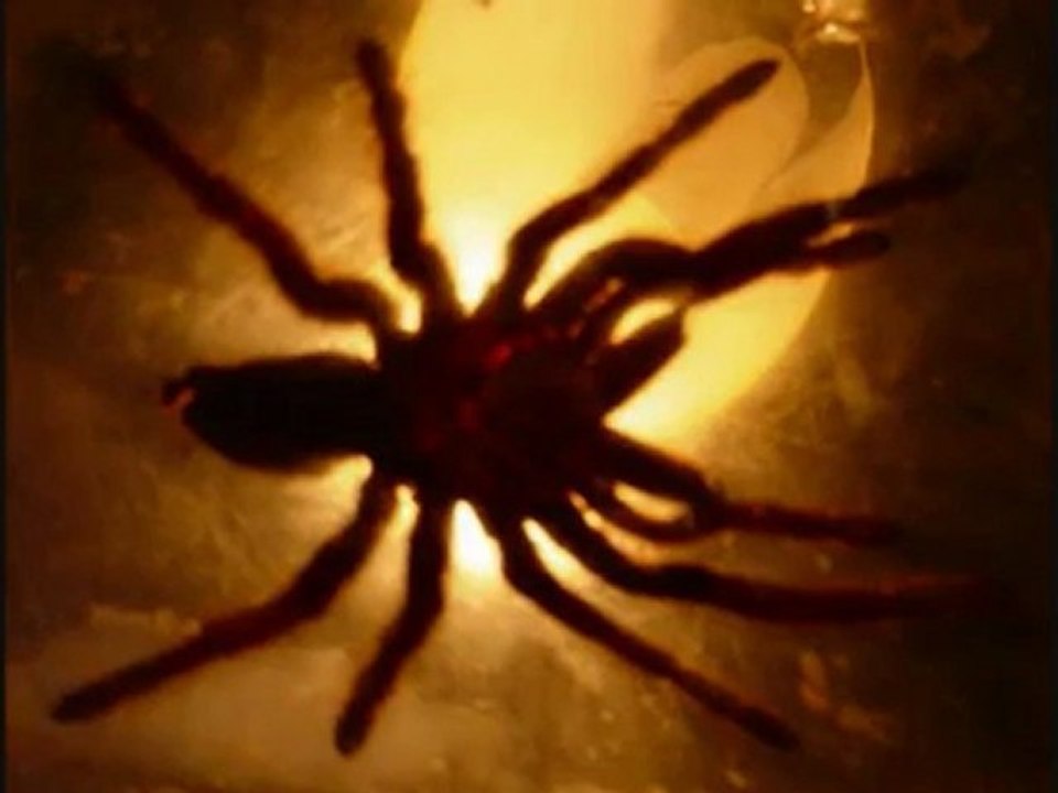 Stupeflip - Le Détectera-t-on (inédit)