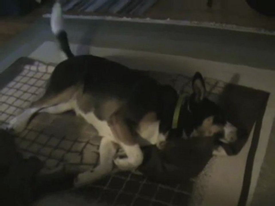 Hund Kaja ist kitzelig