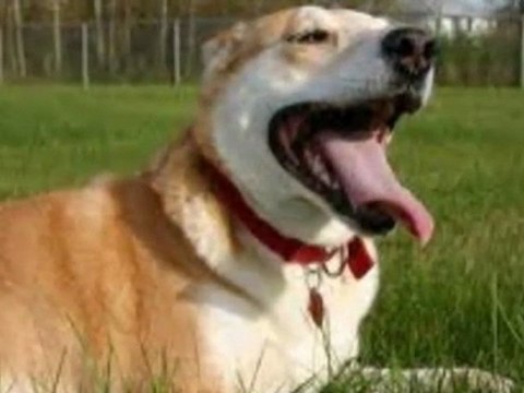 whining dog - dog is whining - how to stop dog from whining