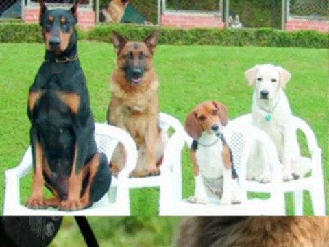 is my dog depressed - dog jumps on people - my dog is sad