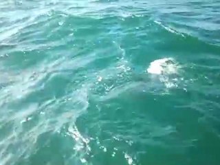 DAUPHINS HOSSEGOR
