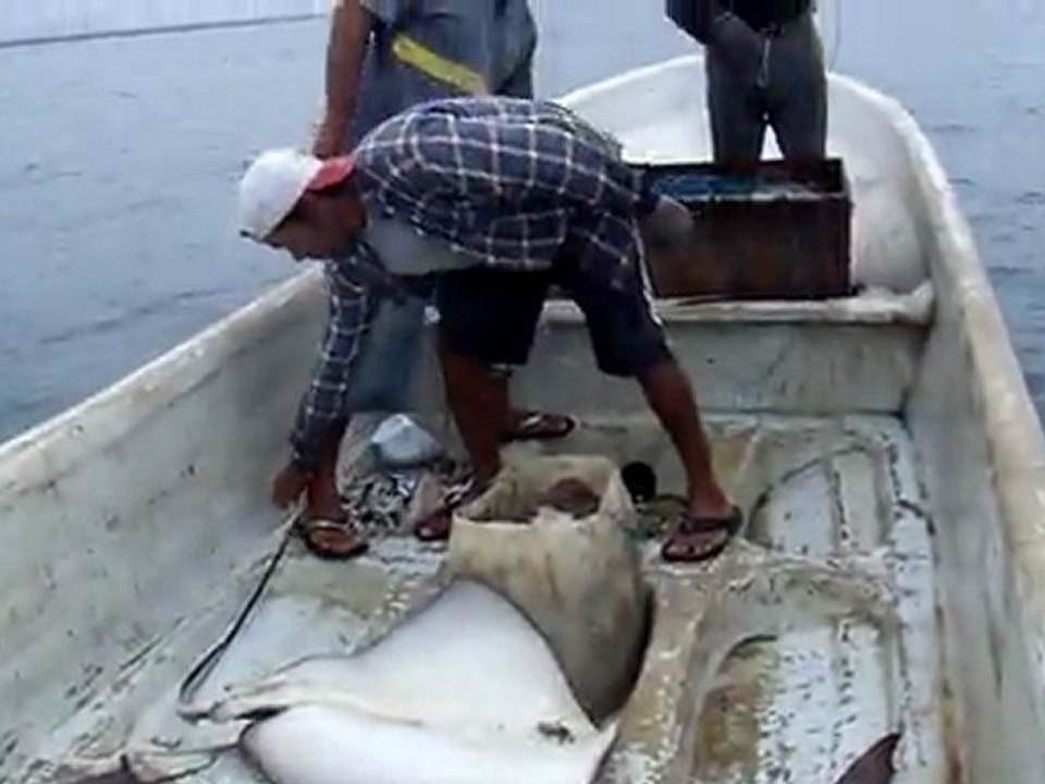 peche sur le pacifique: La Raie