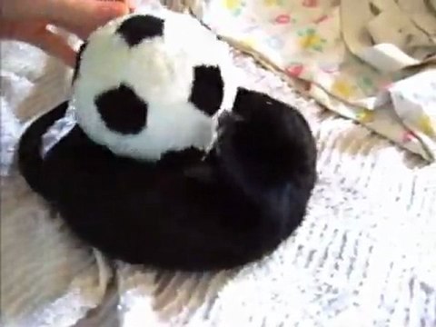 Bretzel le bébé vison américain avec son ballon juin 2010 / my baby pet mink