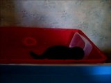 Bretzel mon vison bébé dans la bassine rouge été 2010 / my baby pet mink swims