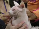 meet the sphynx cat: music video of sphynx cats playing at javits center cat show, music, HD