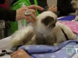 ragdoll cats and ragdoll kittens at cat show, the javits center, hd - adorable cats (with music)!