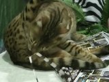 meet the bengal cat: music video of bengals playing at javits center cat show, HD