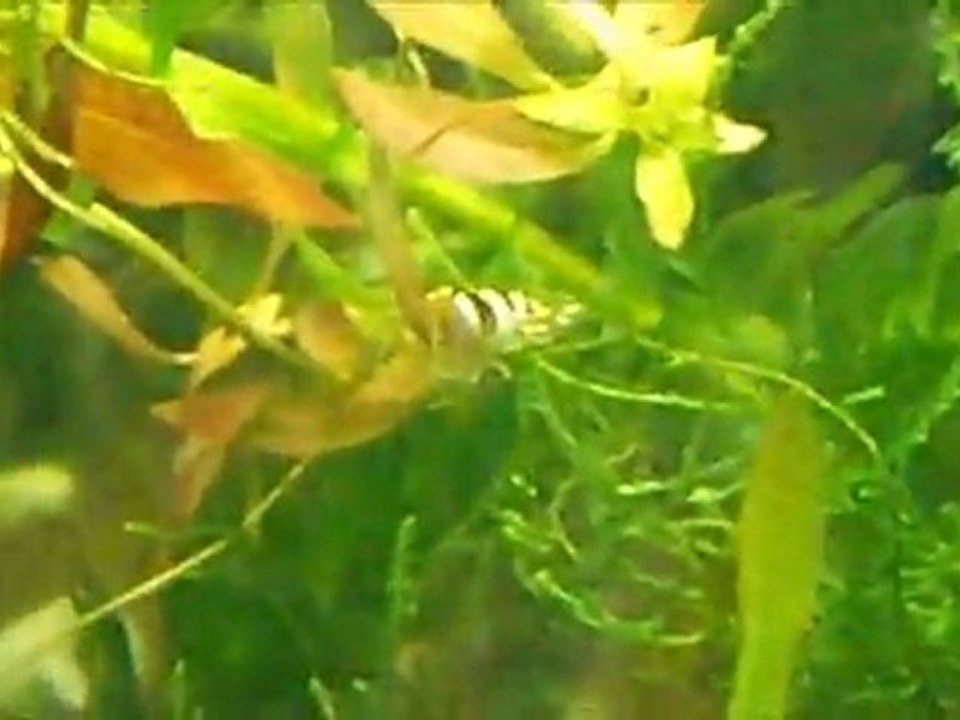 FilmimK4
