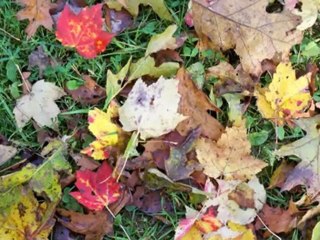 Old, Old House (cover)