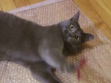 'philosopher cat' trailer #1 - russian blue roxanne's loves and hates