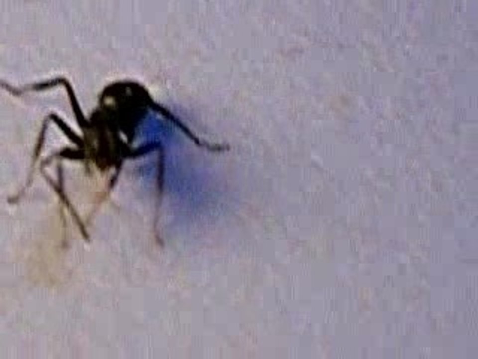 Fourmis bourée au Rhum