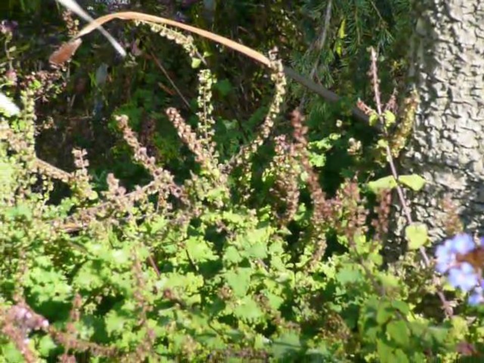 GOLDEN GATE PARK  004