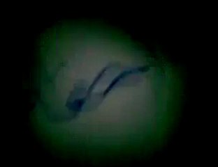 فري برس أحفاد الرشيد نصرة لحمص الأبية  خميس عائدون 1 3 2012