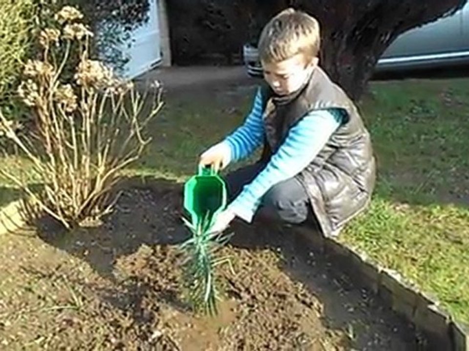 Plantation d'une euphorbe