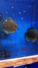 Amanah f0 & piwowarski red turkuaz