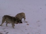 Zabıta yaban hayvanlarına yem bıraktı 2.3.2012