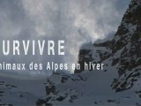 Survivre, Animaux des Alpes en Hiver