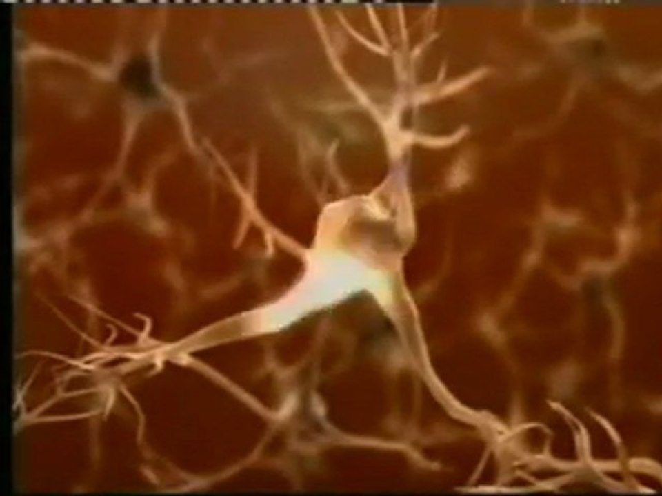 Toxoplasma Gondii: Dopamina, personalidad y embarazo