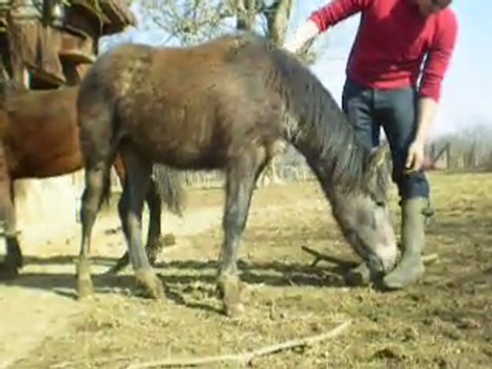 Balkar du Pré Prince ... et les grattouilles