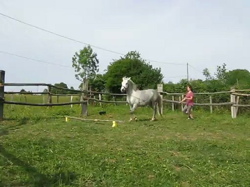 Saman du Pré Prince fin de débourrage