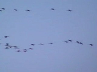 vol de grues le 28/02/2012 à Chazelles