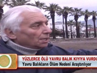 YÜZLERCE ÖLÜ YAVRU BALIK KIYIYA VURDU 01.03.2012