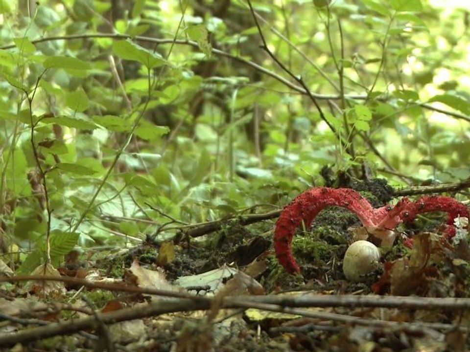 NOMADES TV RESPIRE Les champignons