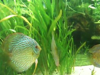 fight club t rouges 094