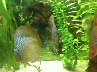 fight club t rouges 095