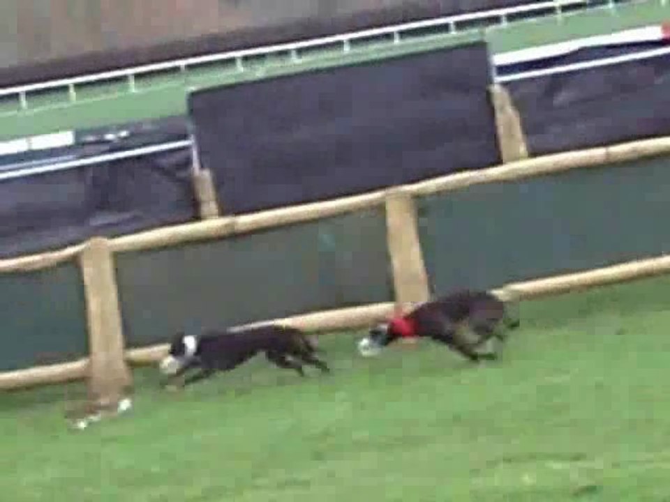 Hare mauling at Irish coursing meeting