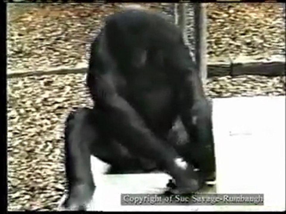 Affe macht sich ein steinwerkzeug