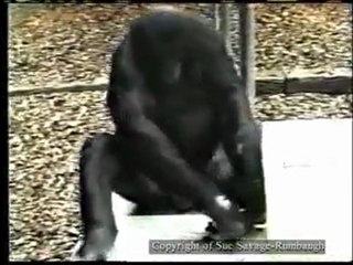 Affe macht sich ein Steinwerkzeug