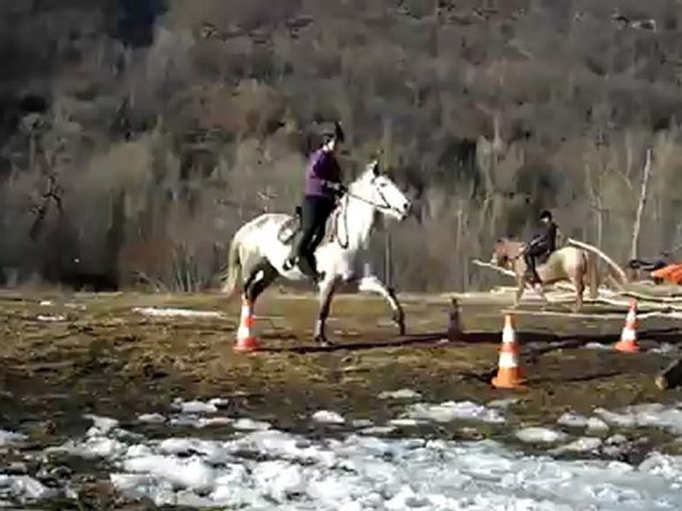 Plume~barres au sol au trot.2