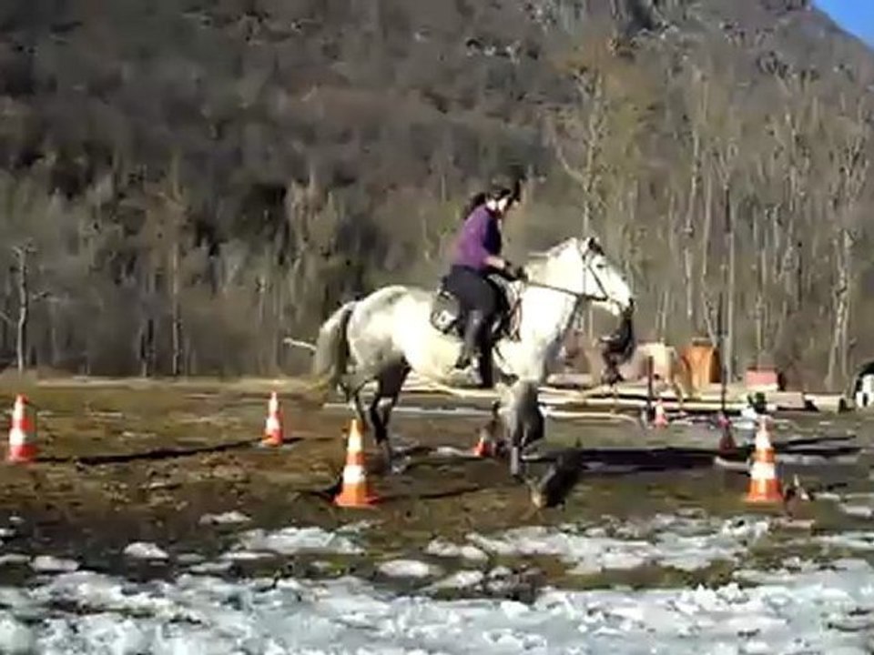 Plume~barres au sol au trot.3