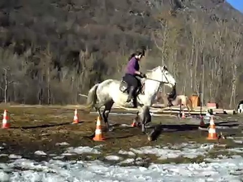 Plume~barres au sol au trot.3