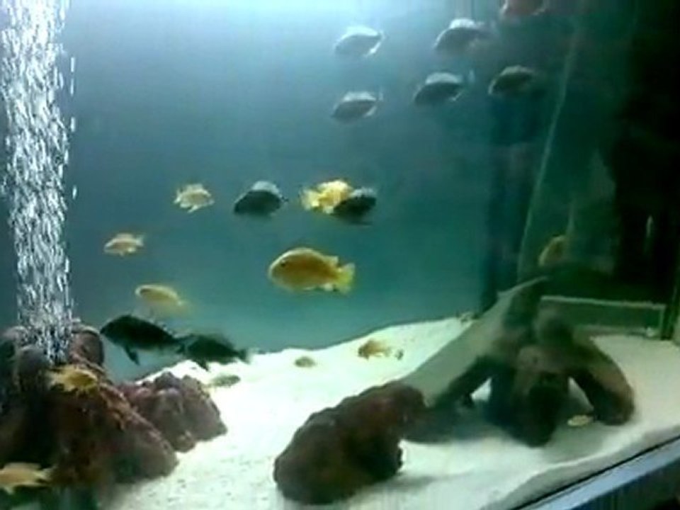 tropheus duboisi maswa and red cheek