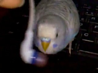 çiko muhabbetkuşu aşkım aşkım diyorrrr bana :)))))