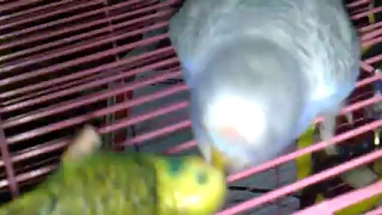 çiko adını ögrenmiş hiç susmuyor..