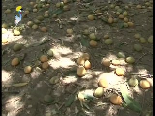 AMLAYOUNA ET LES MANGUES AU TCHAD DU 02 MARS 2012