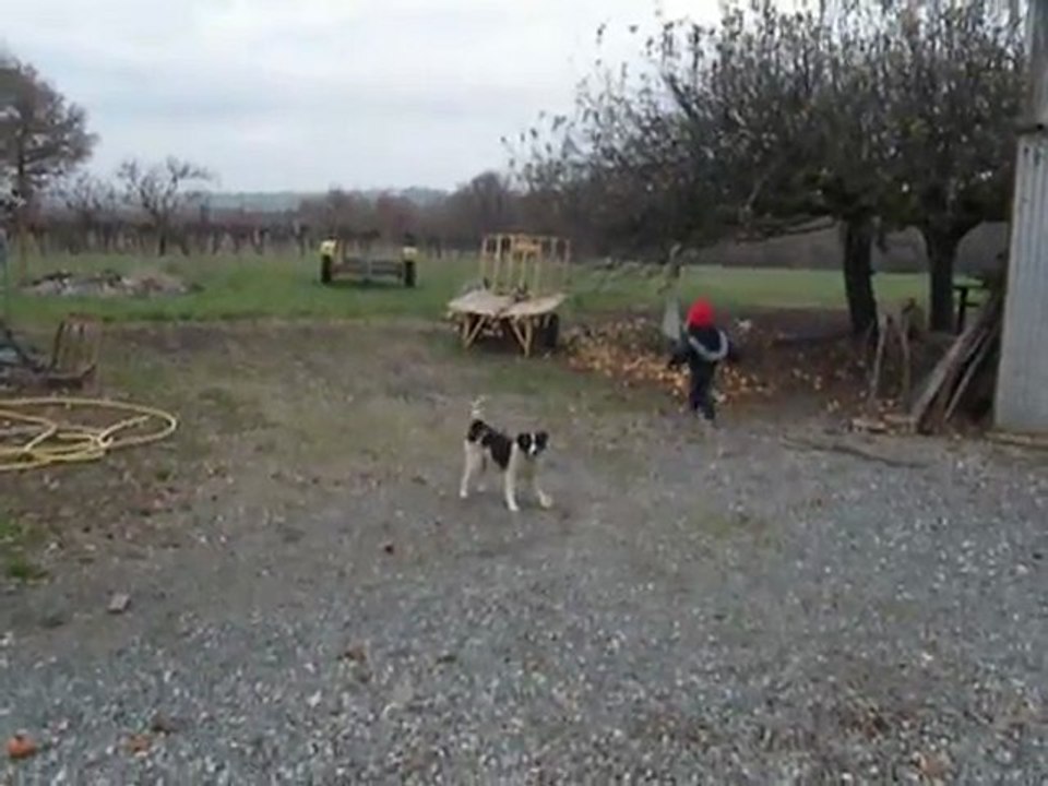 MOI J'AIME LES CHIENS