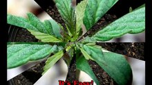 Where to Find Marijuana Seeds. 1