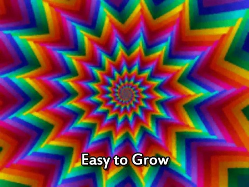 Where to Find Marijuana Seeds 6