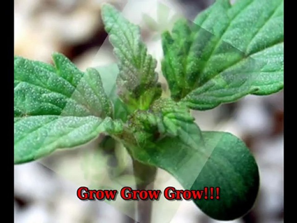 Where to Find Marijuana Seeds That Will Save You Cash